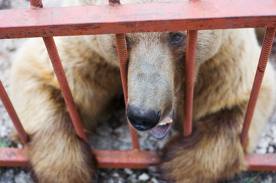bear in cage